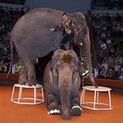 индия освобождает слонов из цирков и зоопарков