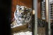 тигры сбежали из зоопарка в индии