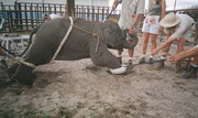 фоторепортаж: как в сша издеваются над цирковыми слонами