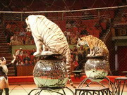 будет ли восстановлен костромской цирк?
