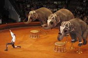 слоны сыграют шекспира в шоу цирка на фонтанке