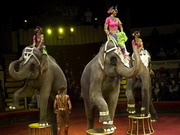 шоу таисии корниловой будет идти в цирке на фонтанке до конца мая 2010 года